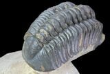Reedops Trilobite - Atchana, Morocco #86080-3